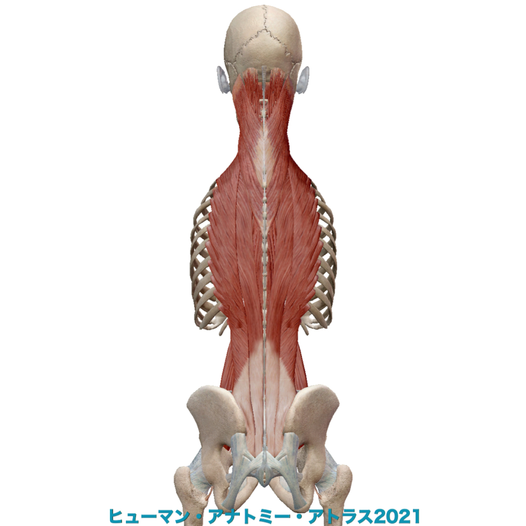 腰背部の筋肉