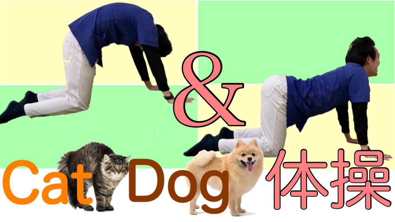 Cat＆Dogストレッチ つくば市みどりので腰痛、産後の骨盤矯正は｜とめおか整骨院